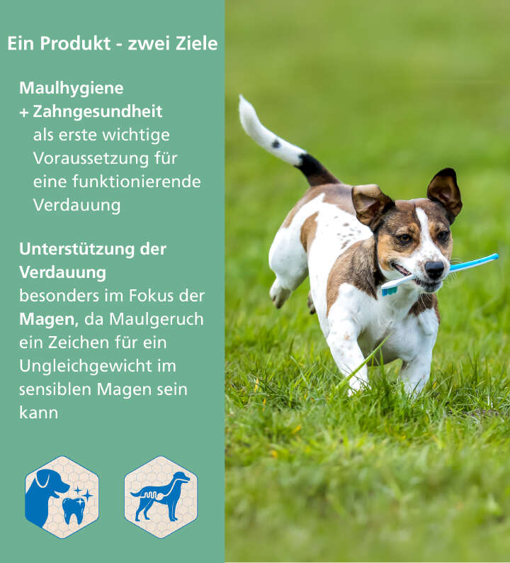 Höveler DOG ZAHN PLUS